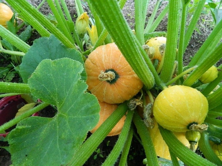 Winter Squash Plant Gold Nugget Winter Squash--Delectable | Different Squash Photo 523