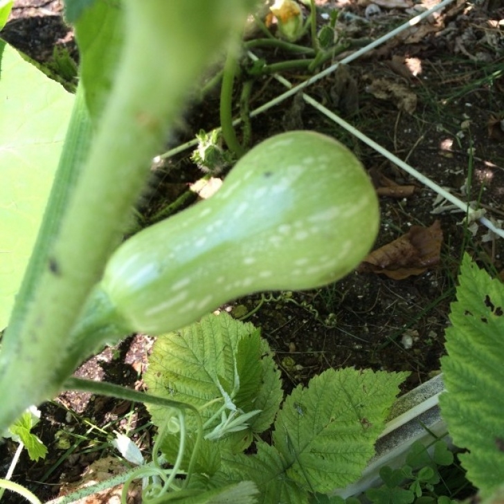Winter Squash Plant Growing Buttercup Squash | Thriftyfun Picture 349