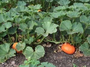 Winter Squash Plant Paul'S Produce | Growing Vegetables In The Wine Country. Picture 046