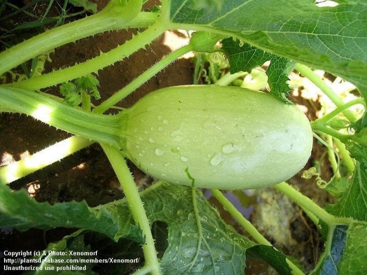 Winter Squash Plant Plantfiles Pictures: Winter Squash, Spaghetti Squash Photo 675