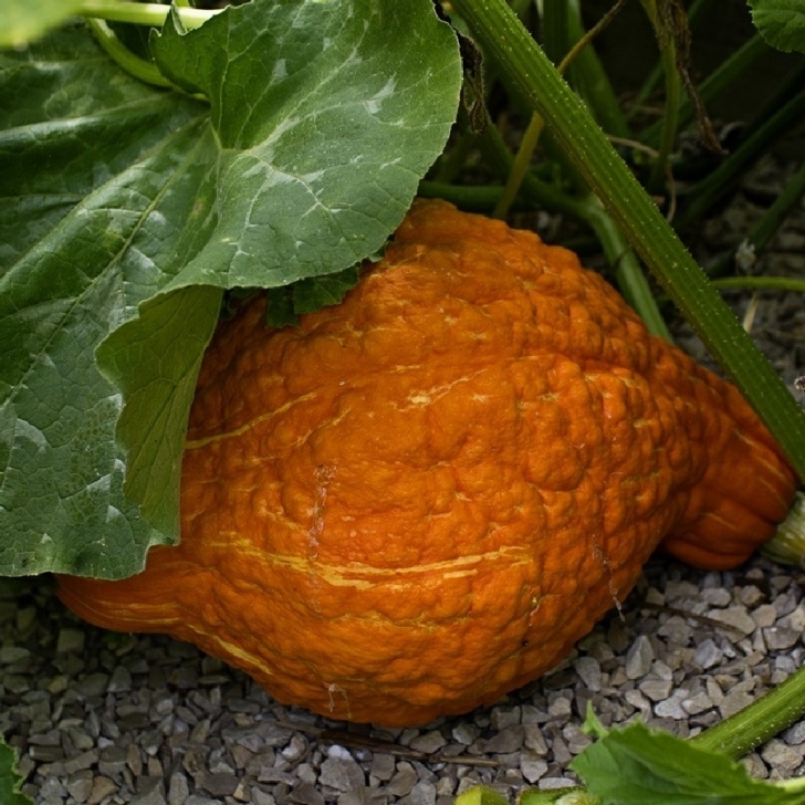 Winter Squash Plant Squash (Winter) Seeds - "Hubbard, Golden" Photo 595