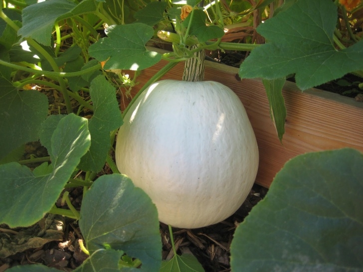 Winter Squash Plant Winter Squash And Pumpkin Update - Susan'S In The Garden Image 102