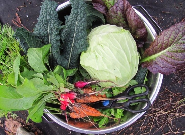 Winter Veg To Grow 247 Best Veg-Fall-Winter Vegetables Images On Pinterest Image 413