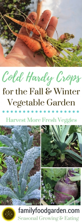 Winter Veg To Grow Cold Hardy Crops For The Fall &amp; Winter Vegetable Garden Photo 882