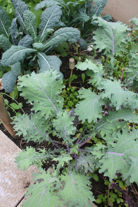 Winter Veg To Grow Growing A Winter Vegetable Garden | Laguna Dirt Picture 831