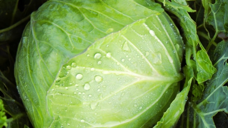 Winter Veg To Grow Growing Winter Vegetables - Sunset Magazine Picture 027
