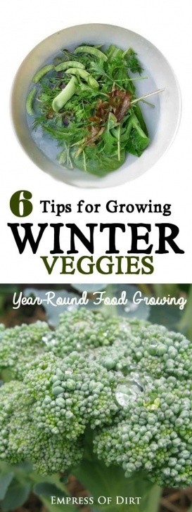 Winter Veg To Grow How To Grow Vegetables Outdoors In The Winter | Empress Of Picture 012
