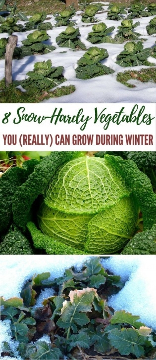Winter Veg To Grow The 25+ Best Winter Vegetable Gardening Ideas On Pinterest Picture 038