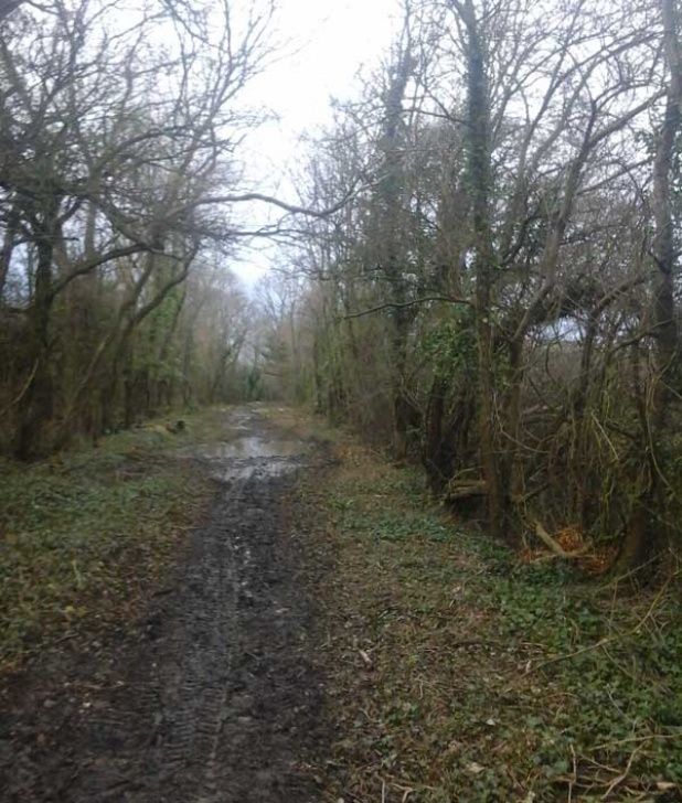 Woodlands Tree And Landscaping Services Coppicing, Improvement Of Woodland Biodiversity, Thinning Image 966