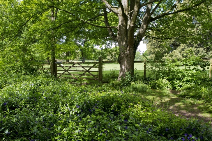 Woodlands Tree And Landscaping Services Free Images : Landscape, Forest, Grass, Fence, Lawn Image 330
