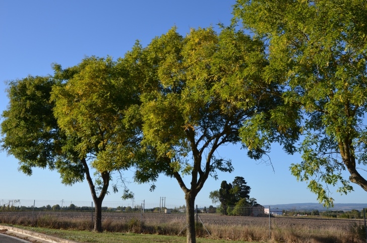 Woodlands Tree And Landscaping Services Free Images : Landscape, Tree, Nature, Forest, Meadow Picture 847