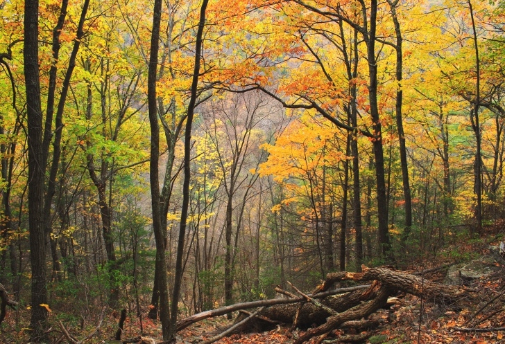 Woodlands Tree And Landscaping Services Free Images : Landscape, Tree, Path, Grass, Wilderness Image 369
