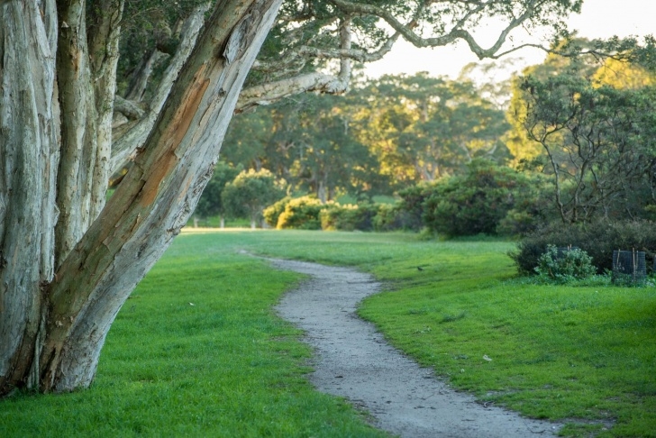 Woodlands Tree And Landscaping Services Free Images : Tree, Forest, Path, Grass, Outdoor, Sunrise Image 413