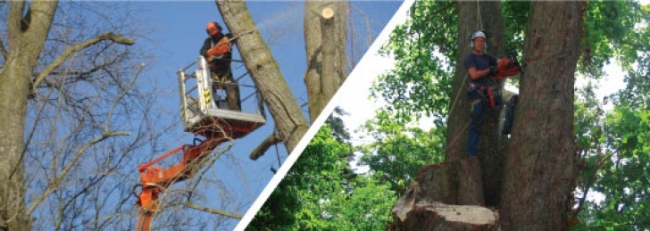 Woodlands Tree And Landscaping Services Wye Valley Tree Services | Tree Surveys, Tree Surgery Image 948