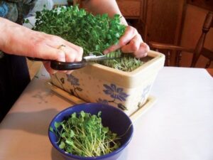Year Round Indoor Salad Gardening Grow A Year-Round Indoor Salad Garden - Organic Gardening Image 404