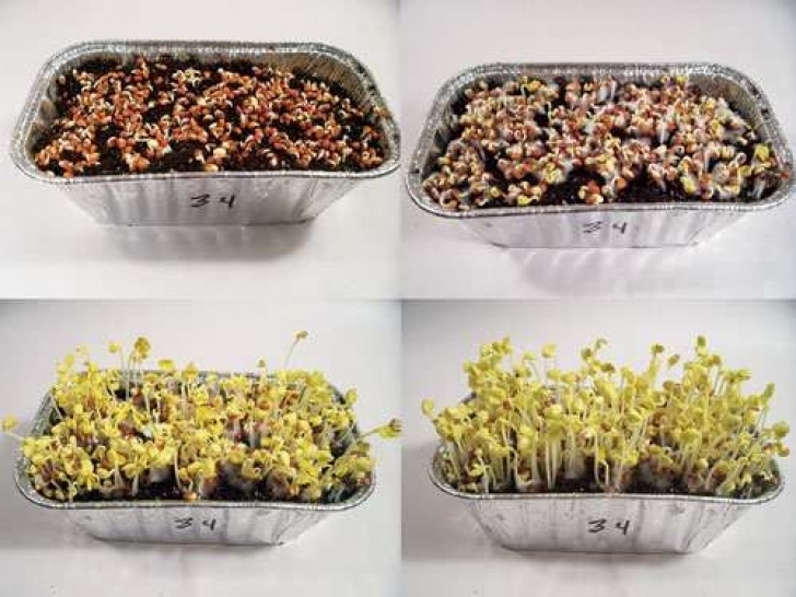 Year Round Indoor Salad Gardening Grow A Year-Round Indoor Salad Garden - Organic Gardening Photo 314