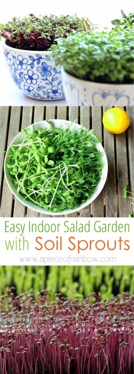 Year Round Indoor Salad Gardening Grow An Indoor Salad Garden With Soil Sprouts - A Piece Of Image 418
