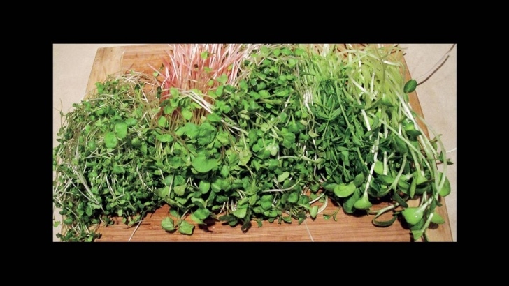 Year Round Indoor Salad Gardening Peter Burke On Indoor Salad Gardening - Youtube Picture 049