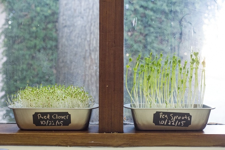 Year Round Indoor Salad Gardening Year-Round Indoor Salad Gardening: How To Grow Nutrient Photo 685
