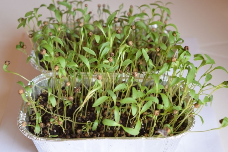 Year Round Indoor Salad Gardening Year-Round Indoor Salad Gardening( Stage I) : 4 Steps Image 092
