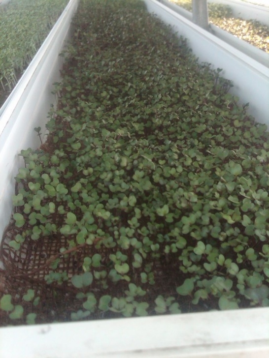 Year Round Indoor Salad Gardening Year-Round Indoor Salad Gardening( Stage I) | Garden, How Picture 973