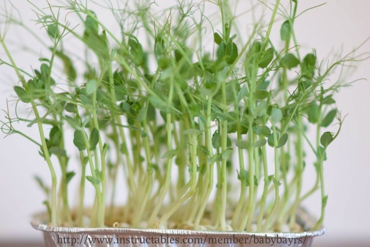 Year Round Indoor Salad Gardening Year-Round Indoor Salad Gardening( Stage I) | Indoor Photo 222