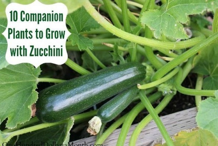 Zucchini Companion Plants 10 Companion Plants To Grow With Zucchini (One Hundred Image 812