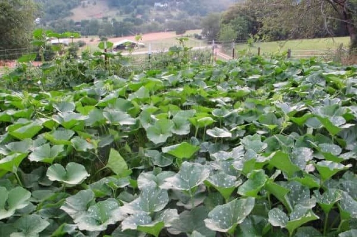 Zucchini Companion Plants Companion Planting Zucchini #Companion #Planting #Zucchini Photo 536