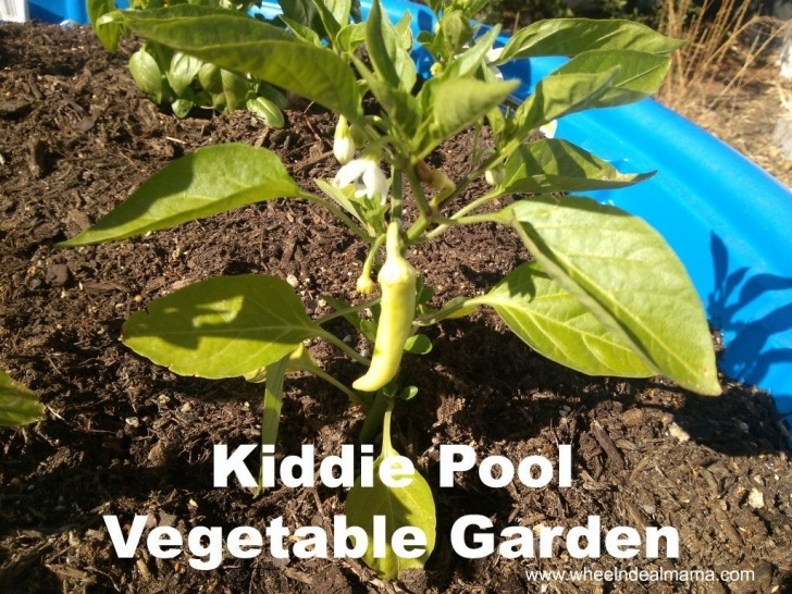 Zucchini Companion Plants Do It Yourself Kiddie Pool Vegetable Garden: Hot Peppers Photo 602