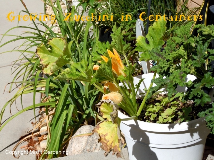 Zucchini Plant In Pot Growing Zucchini (Courgette) In Containers - Misfit Gardening Picture 191