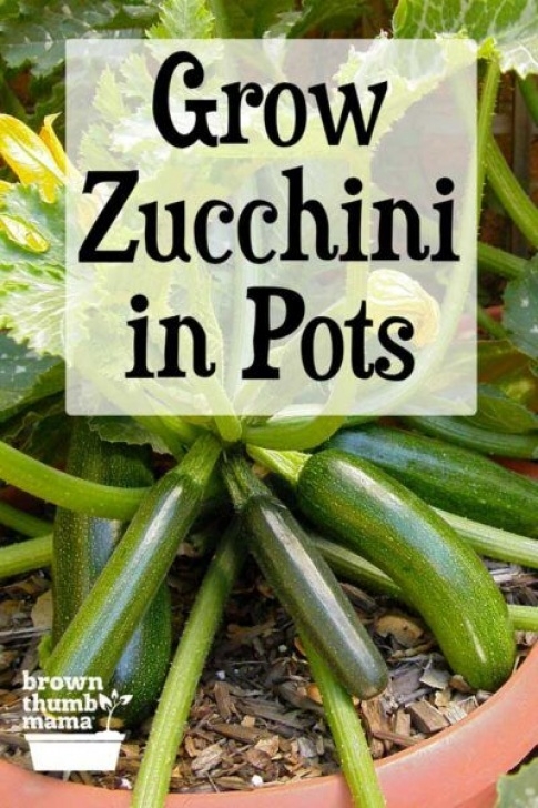 Zucchini Plant In Pot How To Grow Zucchini In Containers | Growing Zucchini Picture 557