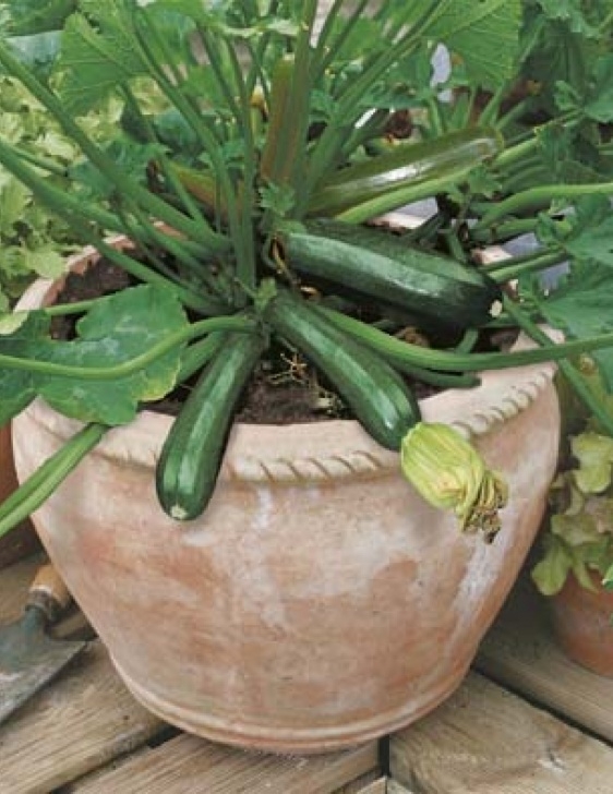 Zucchini Plant In Pot Zucchini Midnight F1 Container Garden | Zucchini Seeds Photo 957